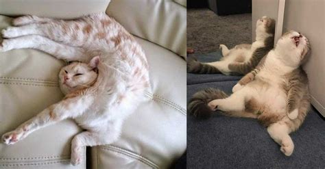 Funny Cats Sleeping in Weird Positions Compilation | Catlov