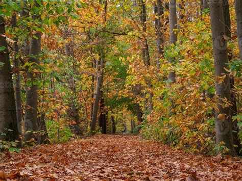 Autumn in the forest 13448929 Stock Photo at Vecteezy