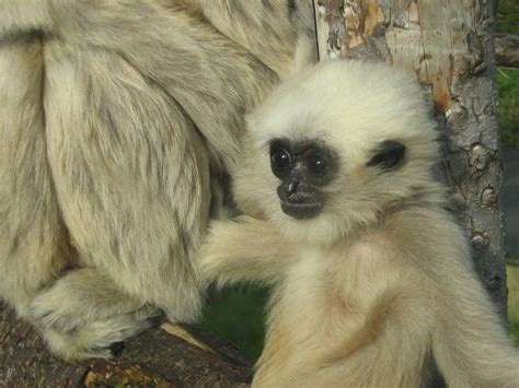 Baby Pileated Gibbon. - ZooChat