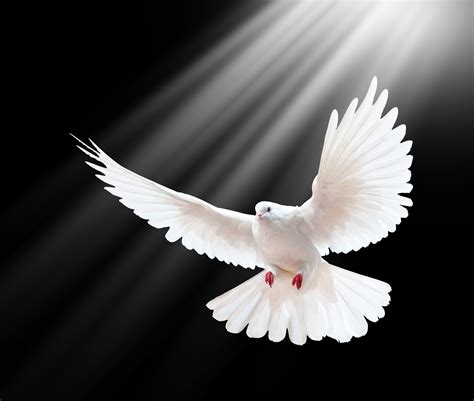 White dove spreading wings HD wallpaper | Wallpaper Flare