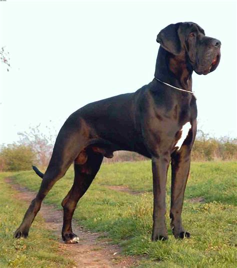 Great Dane | Ami Pour La Vie~ Friends For Life