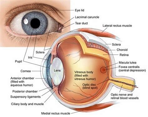 Cornea - Raleigh Opthalmology