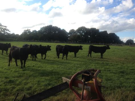 Black Angus cattle from our own farm. Hereford, Angus, Cows, Cattle ...