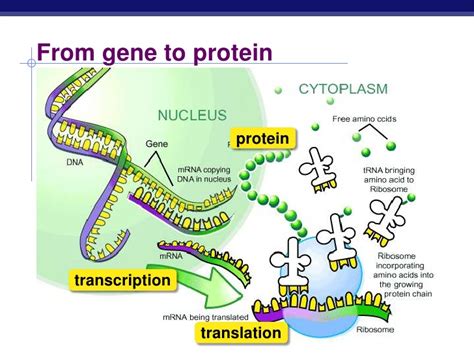 Protein Synthesis Definition