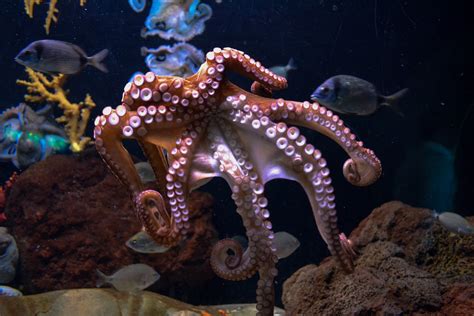 Amazing Video Shows Octopus Changing Colors in Attempt to Camouflage ...