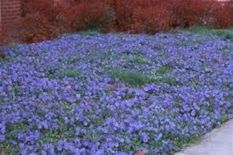 Evergreen 10 Creeping Myrtle Vinca Minor Plants Ground Cover, SHADE ...