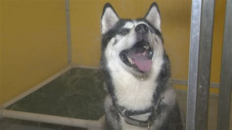 NE Ohio animal shelters dealing with high supply, low demand | wkyc.com