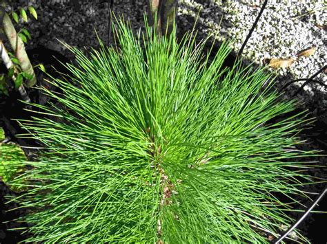 How to Plant Slash Pine Seeds - Home Soils