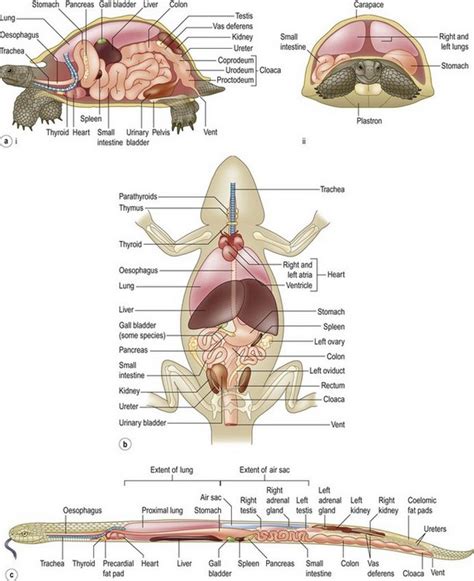 Lizard External Anatomy