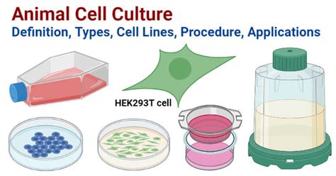 Animal Cell Culture- Definition, Types, Cell Lines, Procedure ...