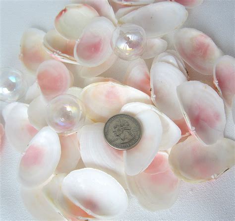 Pink Tellin Beach Decor Seashells, Pink Beach Wedding Shell – Beach ...