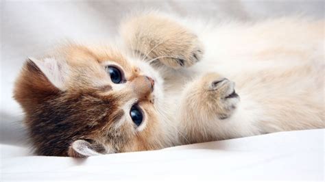 Cute Cats Ultra HD 4K Wallpapers | Free Download