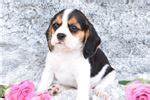 Beaglier Puppies for Sale from Reputable Dog Breeders