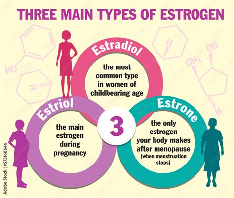 Three main types of estrogen. Infographics. Estradiol, estrone and ...