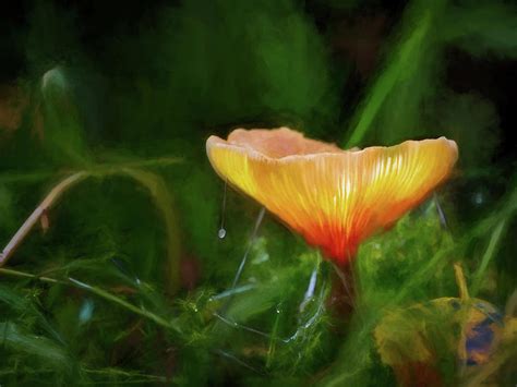 Digital oil painting of a fantasy glowing mushroom. Photograph by Rob ...