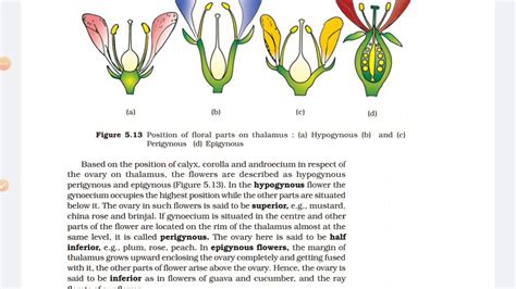 NCERT Biology 11 morphology/Types of Flowers - YouTube