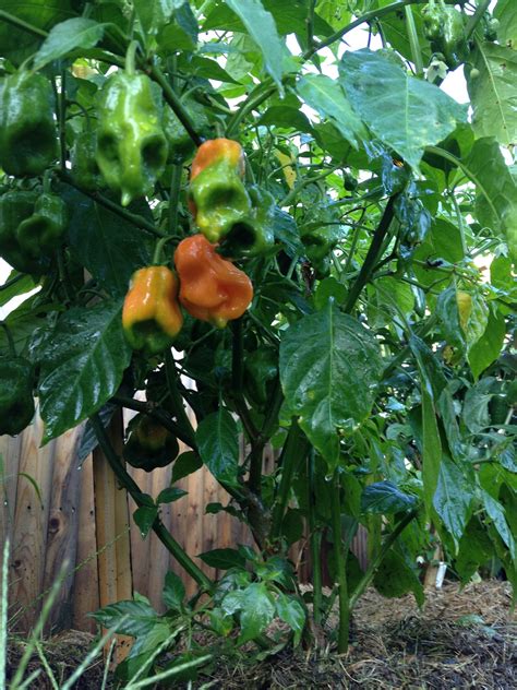 Habanero Pepper plant from my garden. Almost ready to pick. | Pepper ...