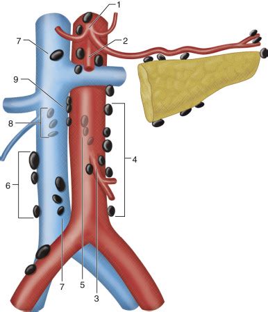 Retroperitoneal Lymph Nodes Anatomy