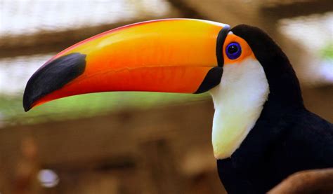 Toco Toucan - Facts, Diet & Habitat Information