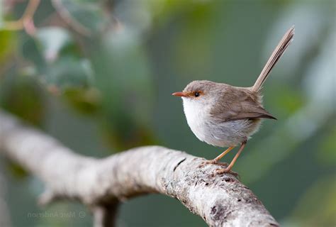 Superb Fairywren Song & Calls | Wild Ambience Nature Sounds