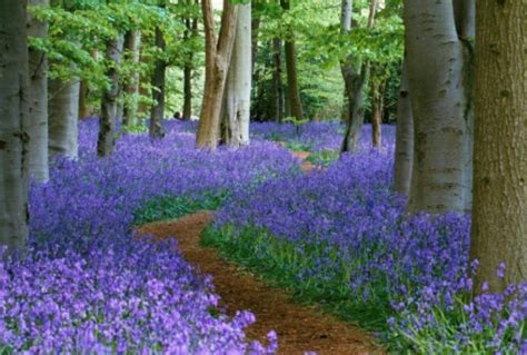 Pin by Lisa Cohen on Beautiful Scenery | Bluebells, Blue bell flowers ...