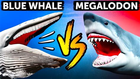 Megalodon vs Blue Whale: Who's the Sea Giant - YouTube