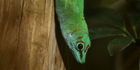 Madagascar Giant Day Gecko | Smithsonian's National Zoo and ...