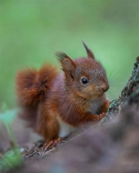 How a Wildlife Photographer Rescued Four Baby Red Squirrels | PetaPixel