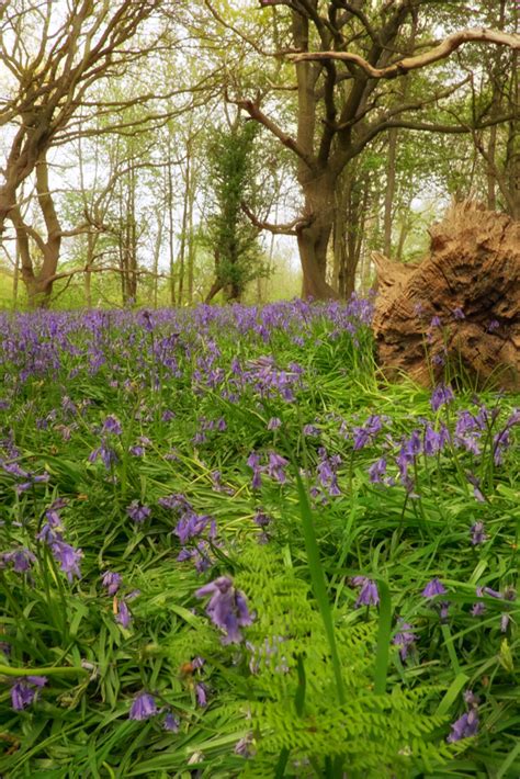 Where to See Bluebells in Norfolk - yesihaveablog | Bluebells, Wild ...