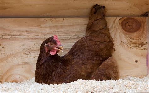 Rhode Island Red's Egg Laying – The Complete Guide - LearnPoultry