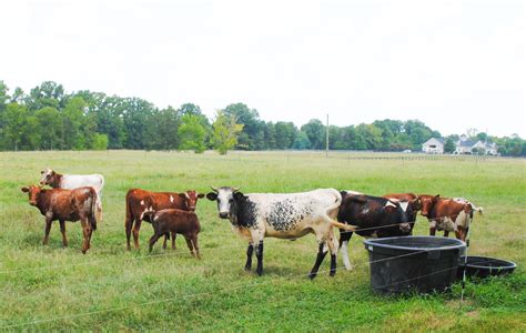 Florida Cracker Cattle - Cracker Farms