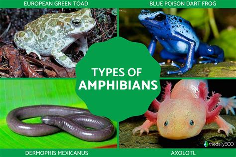 What Are Amphibians? - Definition, Types, Classification, Main ...