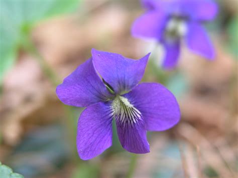 Common Blue Violet - Watching for WildflowersWatching for Wildflowers