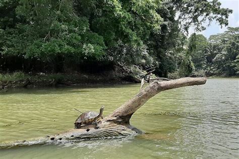 Boat Tour to Monkey Island in the Panama Canal