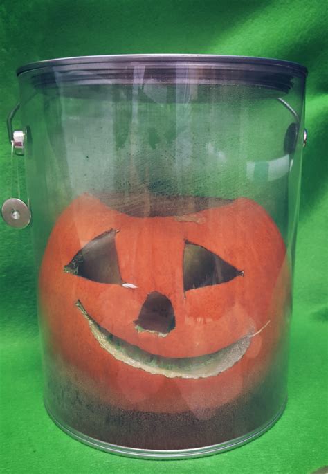 Pumpkin Science Experiment - Hands-On Teaching Ideas