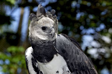 20 Harpy Eagle Facts - Bird Advisors