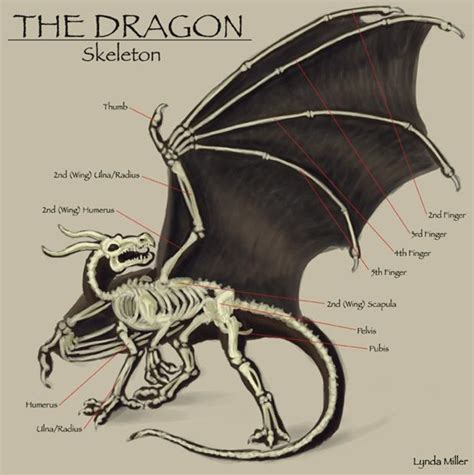 Dragon Anatomy and Physiology - Dragonsinn.net