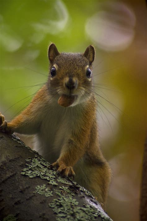 File:Baby squirrel in tree 2.jpg - Wikimedia Commons