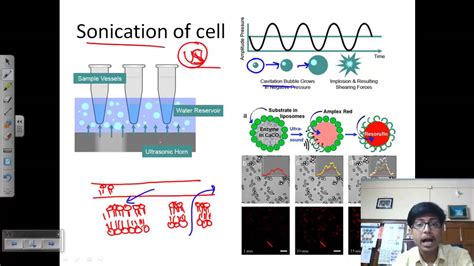 Sonication process - YouTube