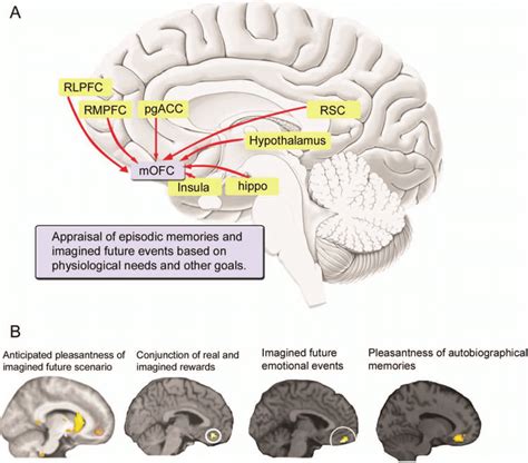 Orbitofrontal Cortex And Prefrontal