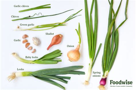 Scallions Vs Leeks