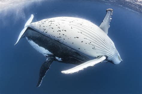 Humpback Whale Breeding