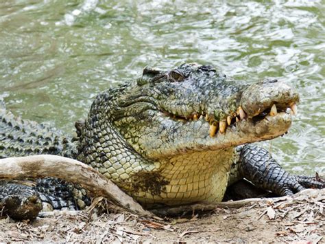 Nile Crocodile Eating A Human