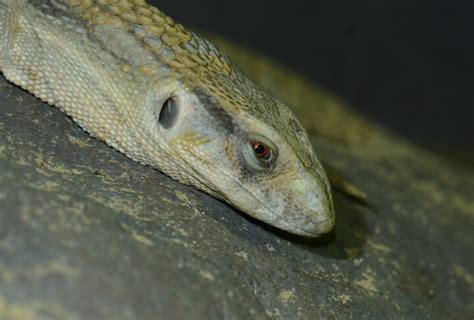 How to Care for a Savannah Monitor Lizard | Superpages