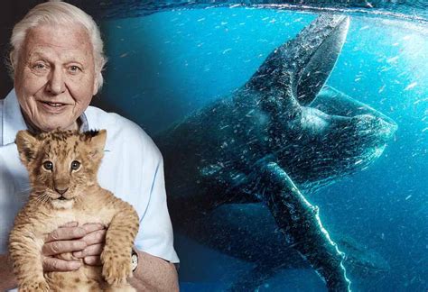 First Look At David Attenborough’s New Netflix Series Our Planet ...