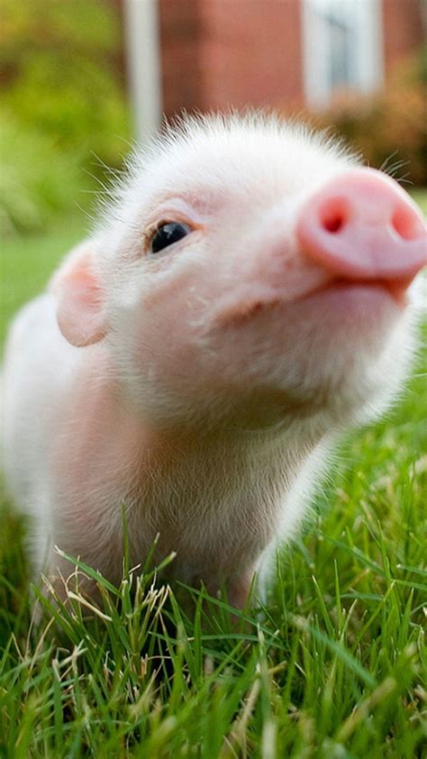 Cute Pig Wallpapers - Top Free Cute Pig Backgrounds - WallpaperAccess