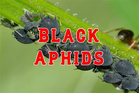 13 Types of Black Aphids (& How to Get Rid of Them)