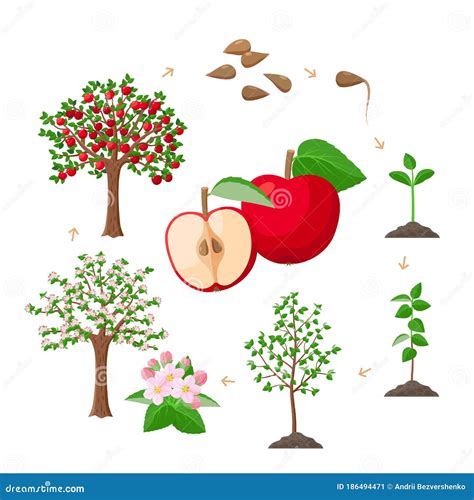 Apple Tree Growing Zones