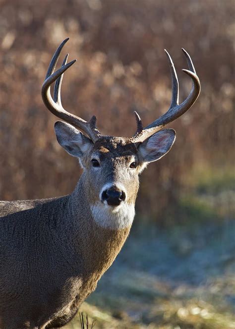 Whitetail Deer Buck by Straublund Photography