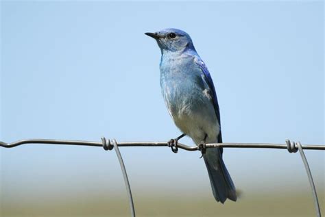 Mountain Bluebird – male 1 (2) – Birds are our Story